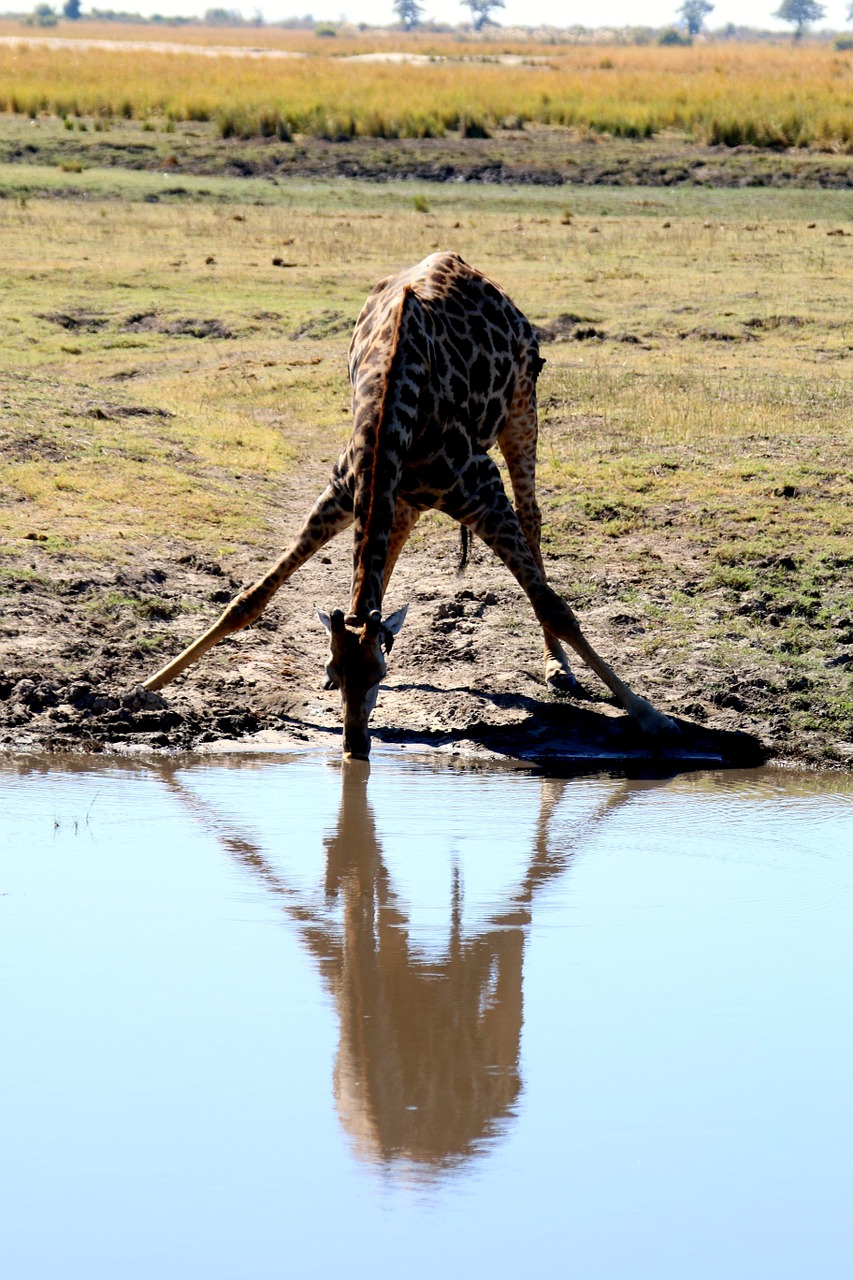 Žirafa, Afrika, Safari, Botsvana, Chobe, Laukiniai, Kelionė, Nuotykis, Žinduolis, Gyvūnas