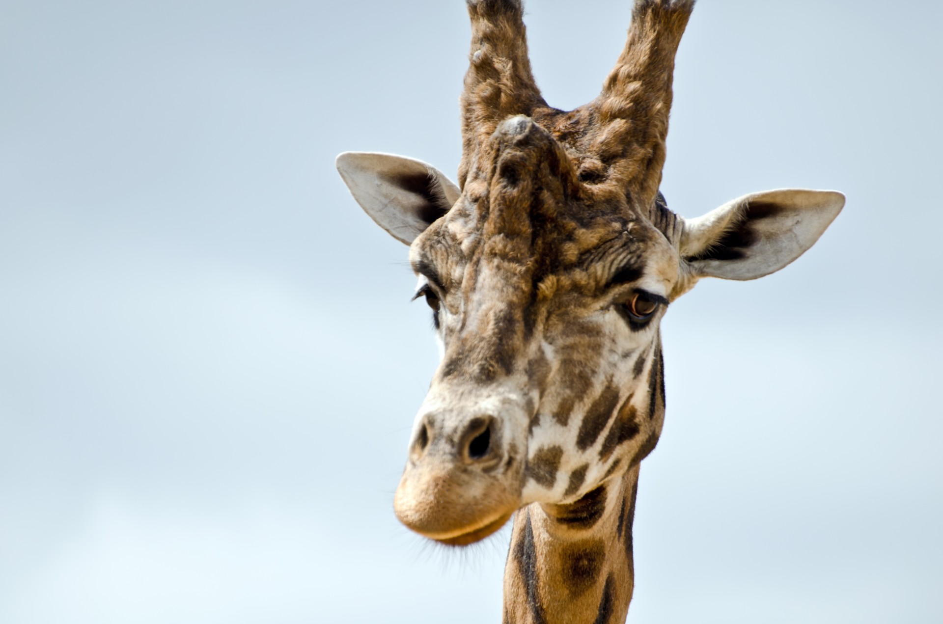 Žirafa,  Gyvūnas,  Zoologijos Sodas,  Mielas,  Laukiniai,  Safari,  Afrika,  Akis,  Įdomu,  Portretas