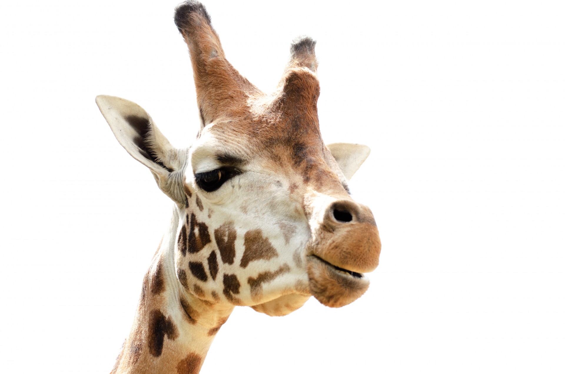 Žirafa,  Fonas,  Zoologijos Sodas,  Veidas,  Modelis,  Gyvūnas,  Balta,  Mielas,  Safari,  Galva