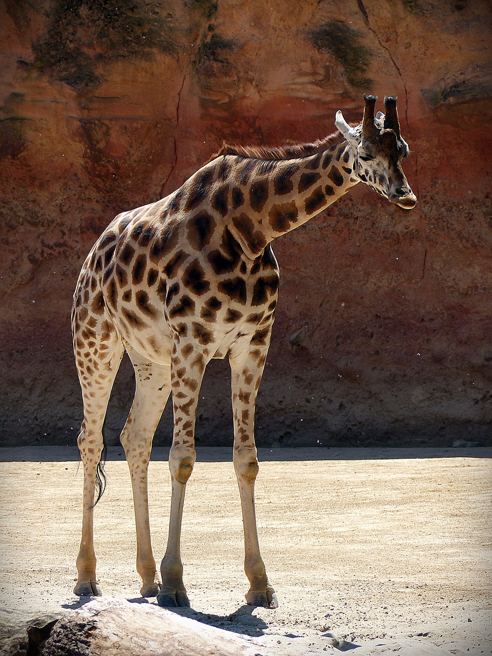 Žirafa, Gyvūnas, Afrika, Žinduolis, Pastebėtas, Nemokamos Nuotraukos,  Nemokama Licenzija