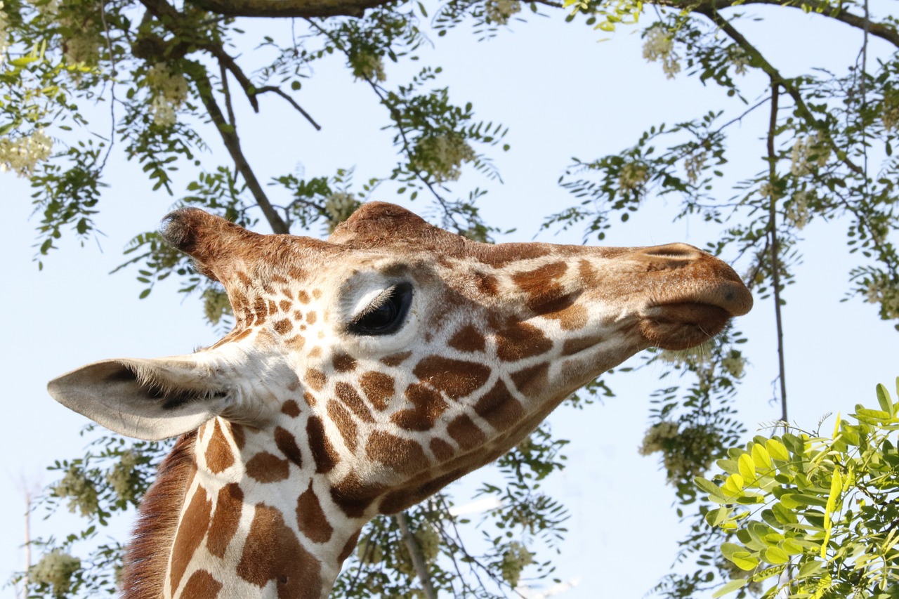 Žirafa, Gyvūnas, Zoologijos Sodas, Afrika, Gyvūnai, Plaukai, Laukiniai, Pastebėtas, Savana, Fauna