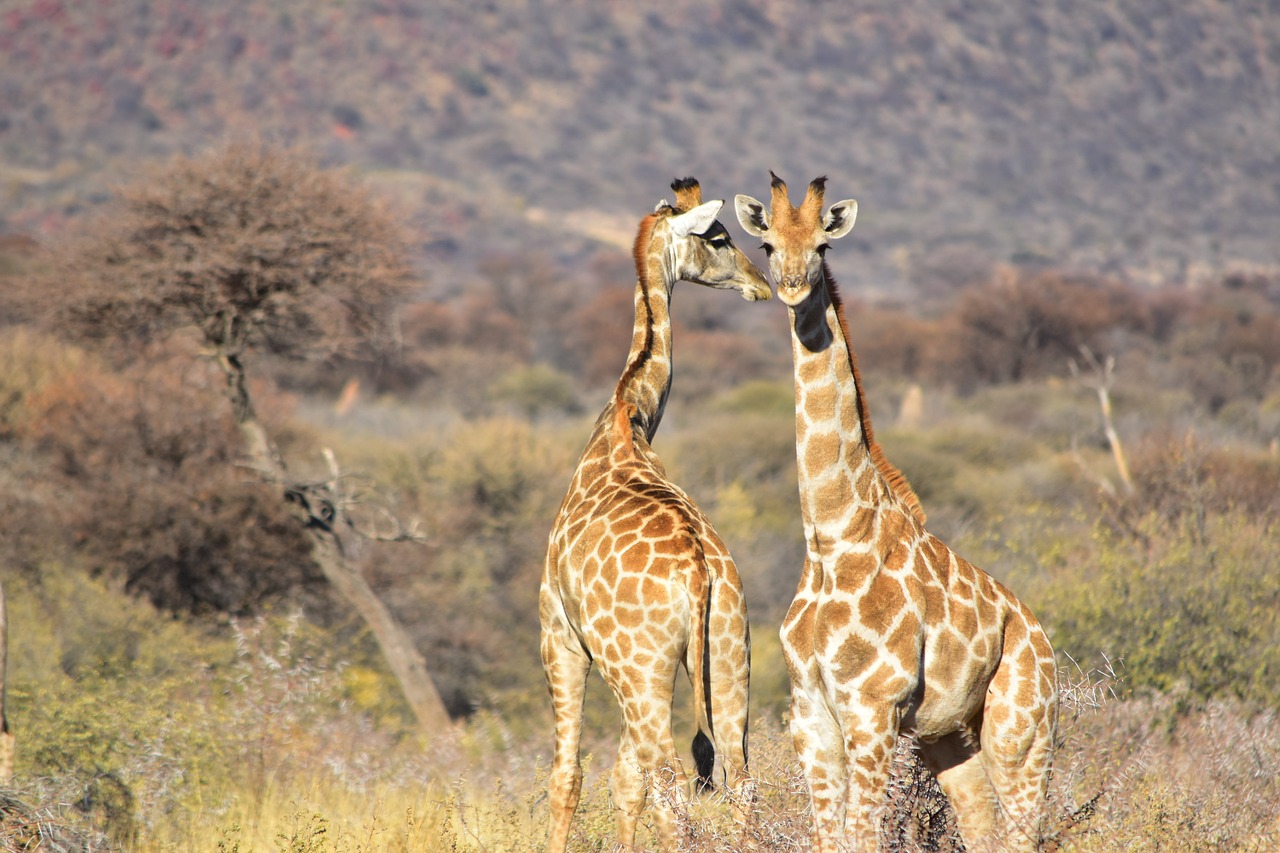Žirafa, Afrikos, Laukiniai, Laukinė Gamta, Safari, Nemokamos Nuotraukos,  Nemokama Licenzija