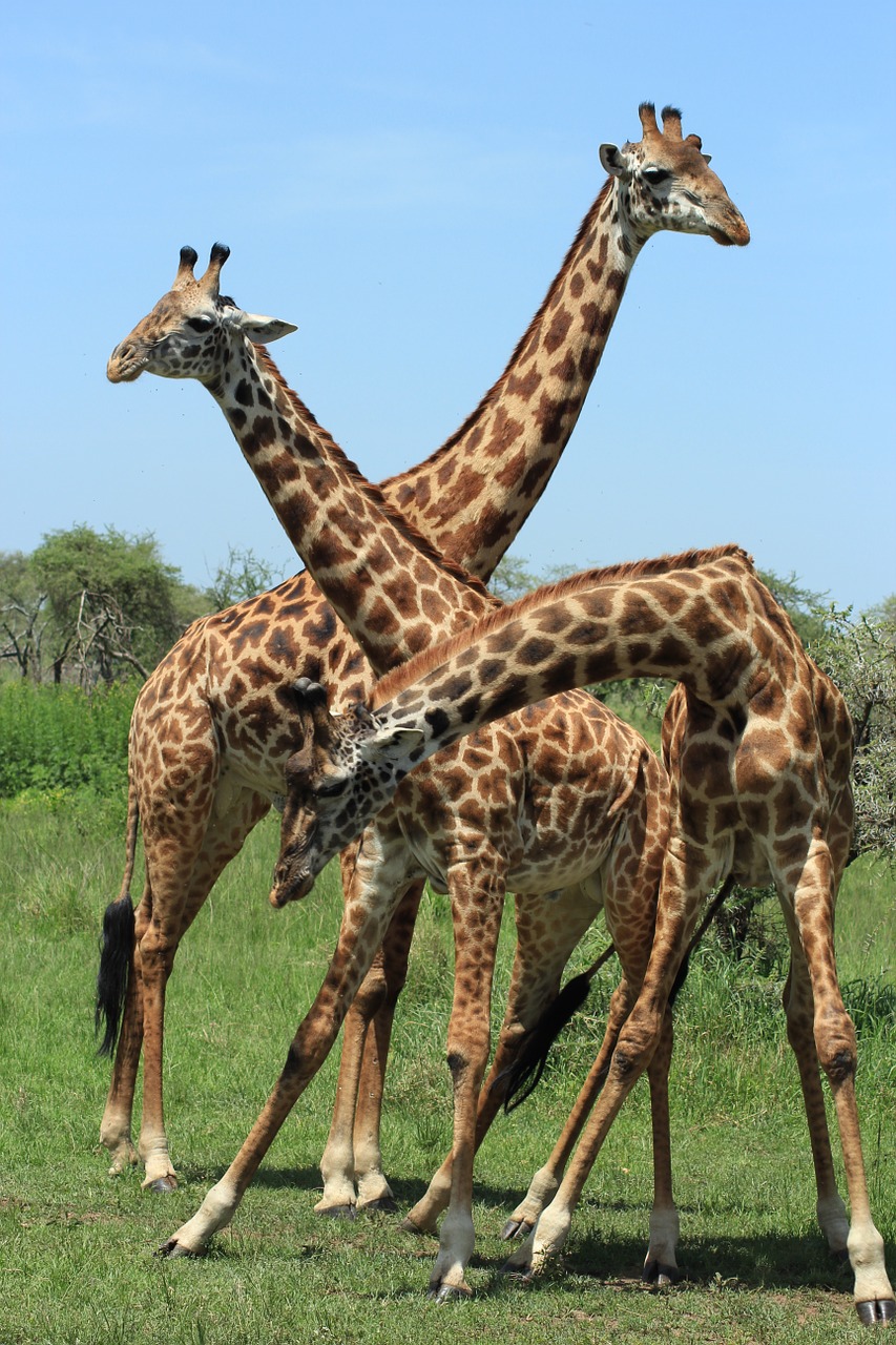 Žirafa, Tanzanija, Safari, Afrika, Gyvūnas, Savana, Laukiniai, Gyvūnai, Žinduolis, Afrikos