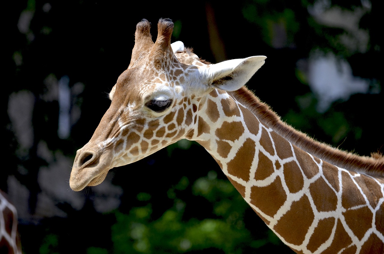 Žirafa, Retikuliuotas Žirafas, Kaklas, Gražus, Afrika, Gyvūnas, Galvos Piešinys, Modelis, Žirafos Galvutė, Giraffa Camelopardalis Reticulata