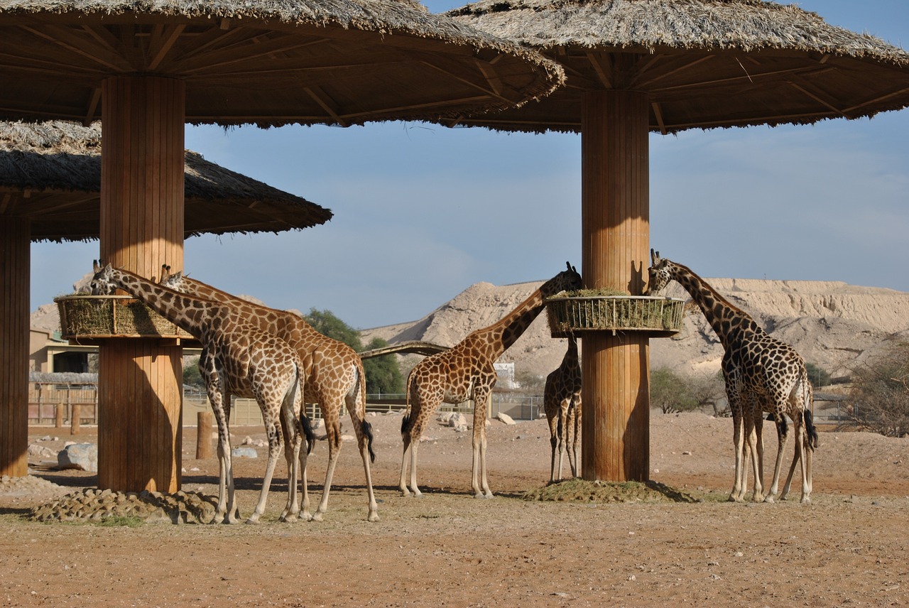 Žirafa, Safari, Afrika, Pietų Afrika, Plaukai, Pastebėtas, Gyvūnas, Savana, Fauna, Gyvūnai