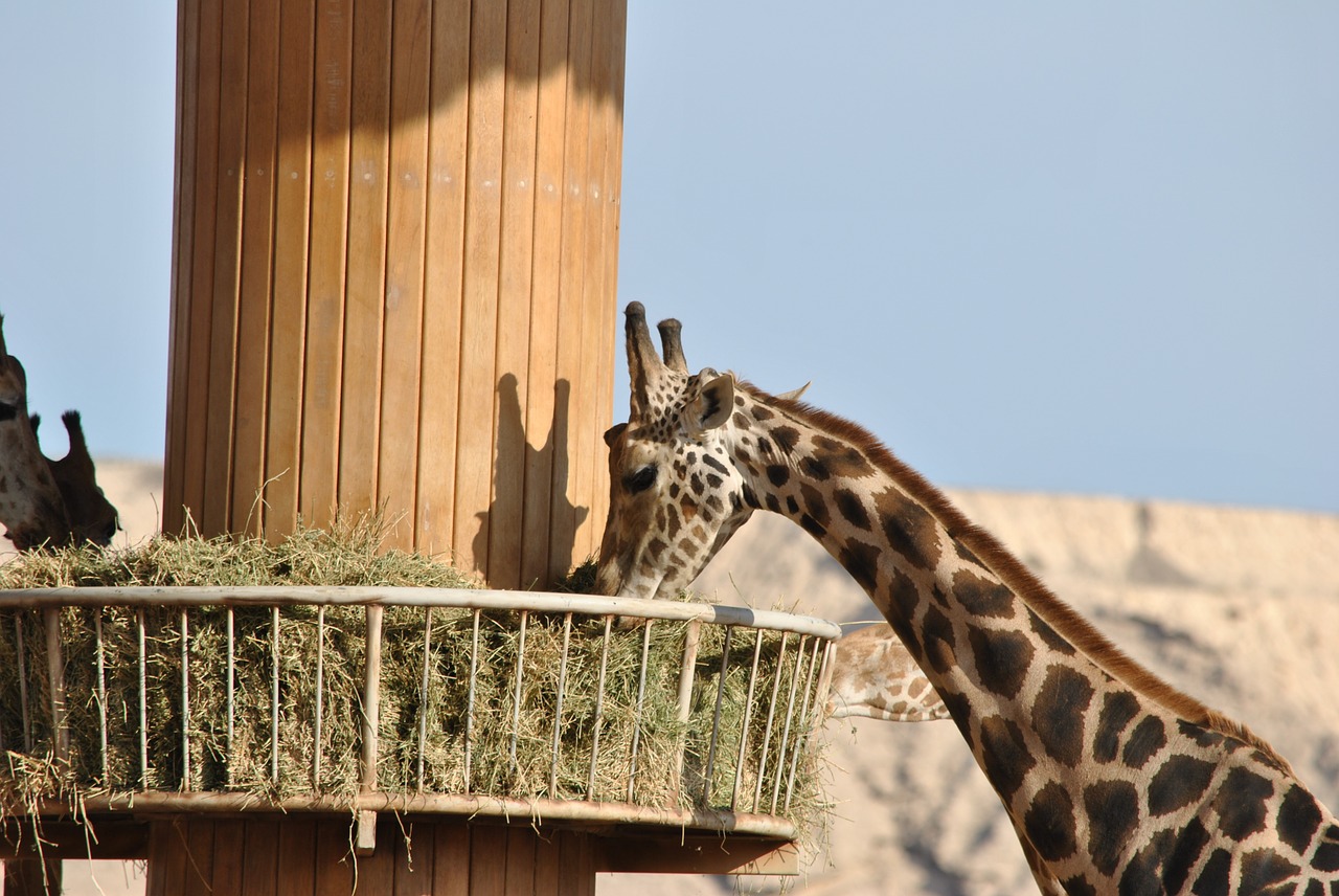 Žirafa, Safari, Afrika, Pietų Afrika, Plaukai, Pastebėtas, Gyvūnas, Savana, Fauna, Gyvūnai