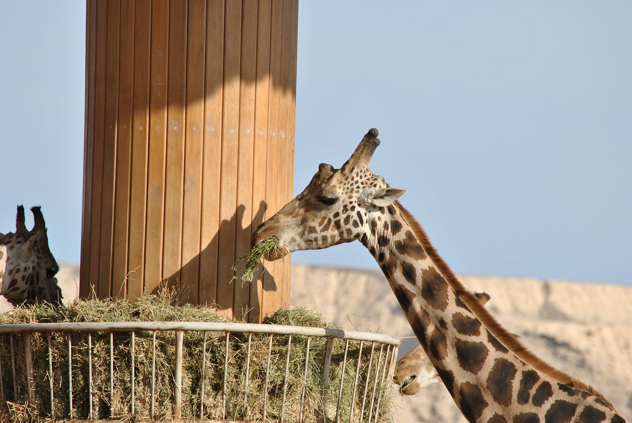 Žirafa, Safari, Afrika, Pietų Afrika, Plaukai, Pastebėtas, Gyvūnas, Savana, Fauna, Gyvūnai