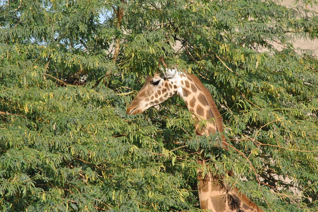 Žirafa, Safari, Afrika, Pietų Afrika, Plaukai, Pastebėtas, Gyvūnas, Savana, Fauna, Gyvūnai