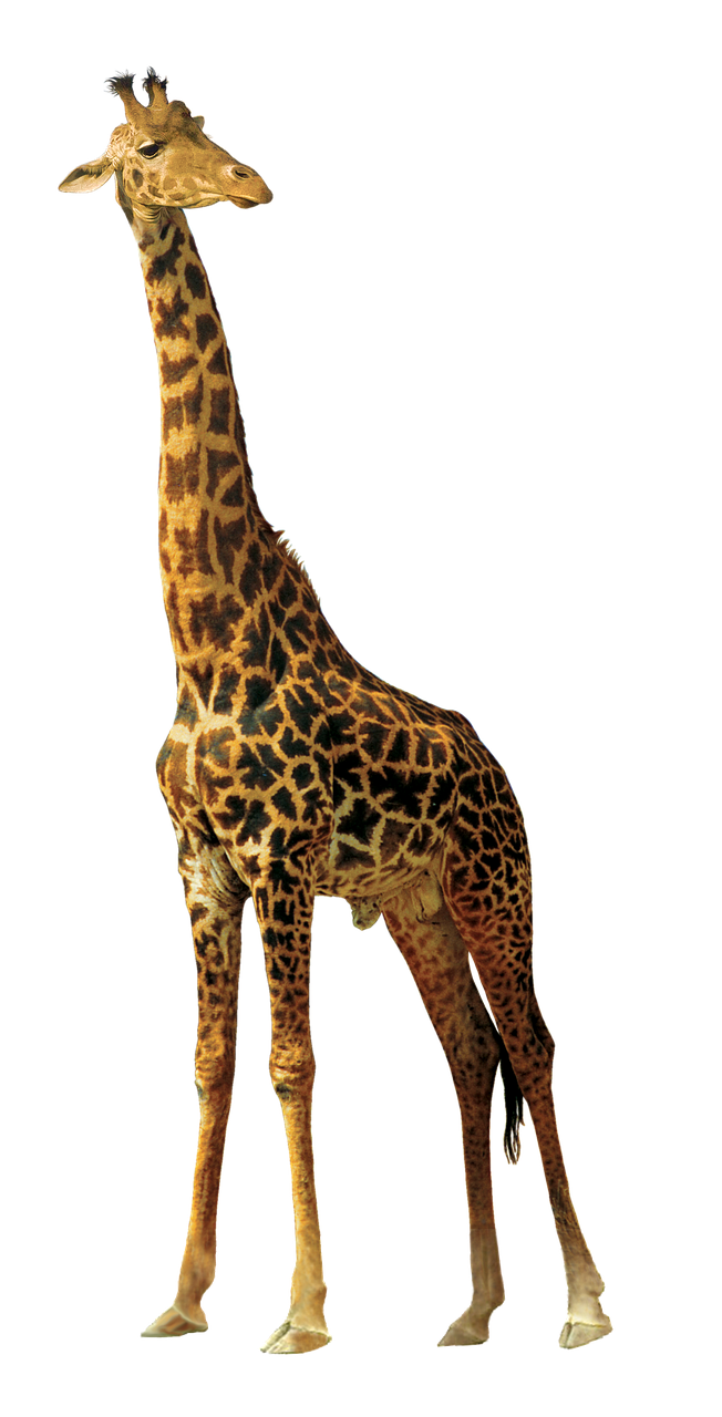 Žirafa, Gyvūnai, Gamta, Afrika, Gyvūnai Gamtoje, Zoologijos Sodas, Gyvoji Gamta, Nemokamos Nuotraukos,  Nemokama Licenzija