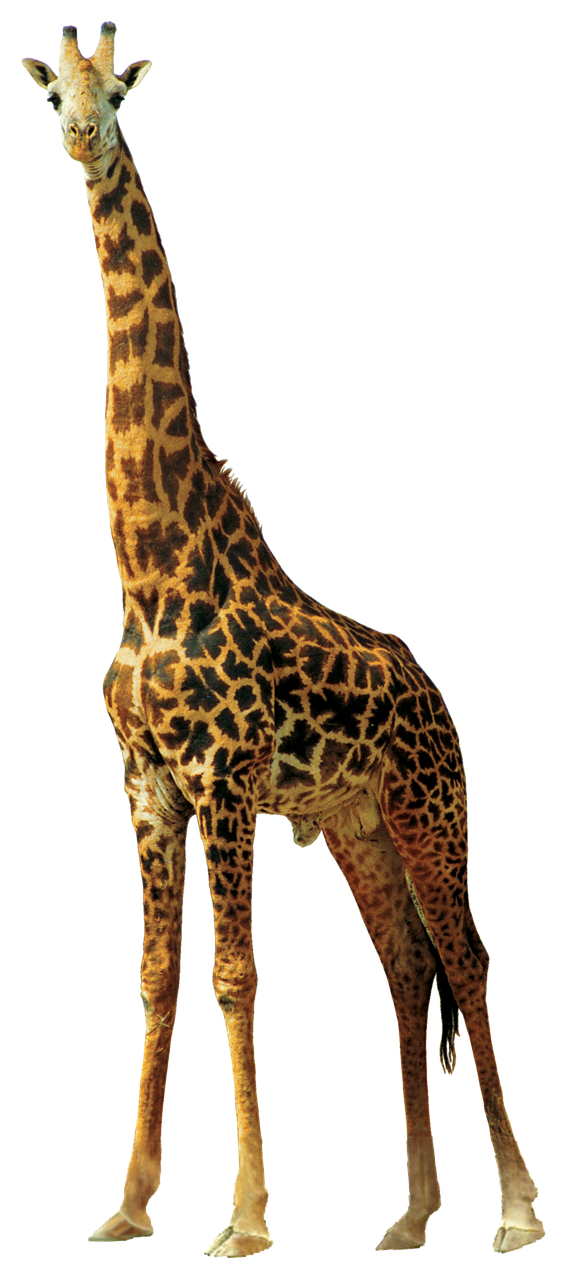 Žirafa, Gyvūnai, Gamta, Afrika, Gyvūnai Gamtoje, Zoologijos Sodas, Gyvoji Gamta, Nemokamos Nuotraukos,  Nemokama Licenzija