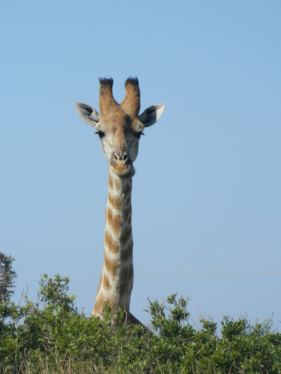 Žirafa, Afrika, Gamta, Pietų Afrika, Laukinis Gyvenimas, Savana, Dryžuotas Kailis, Žinduolis, Gyvūnas, Nemokamos Nuotraukos