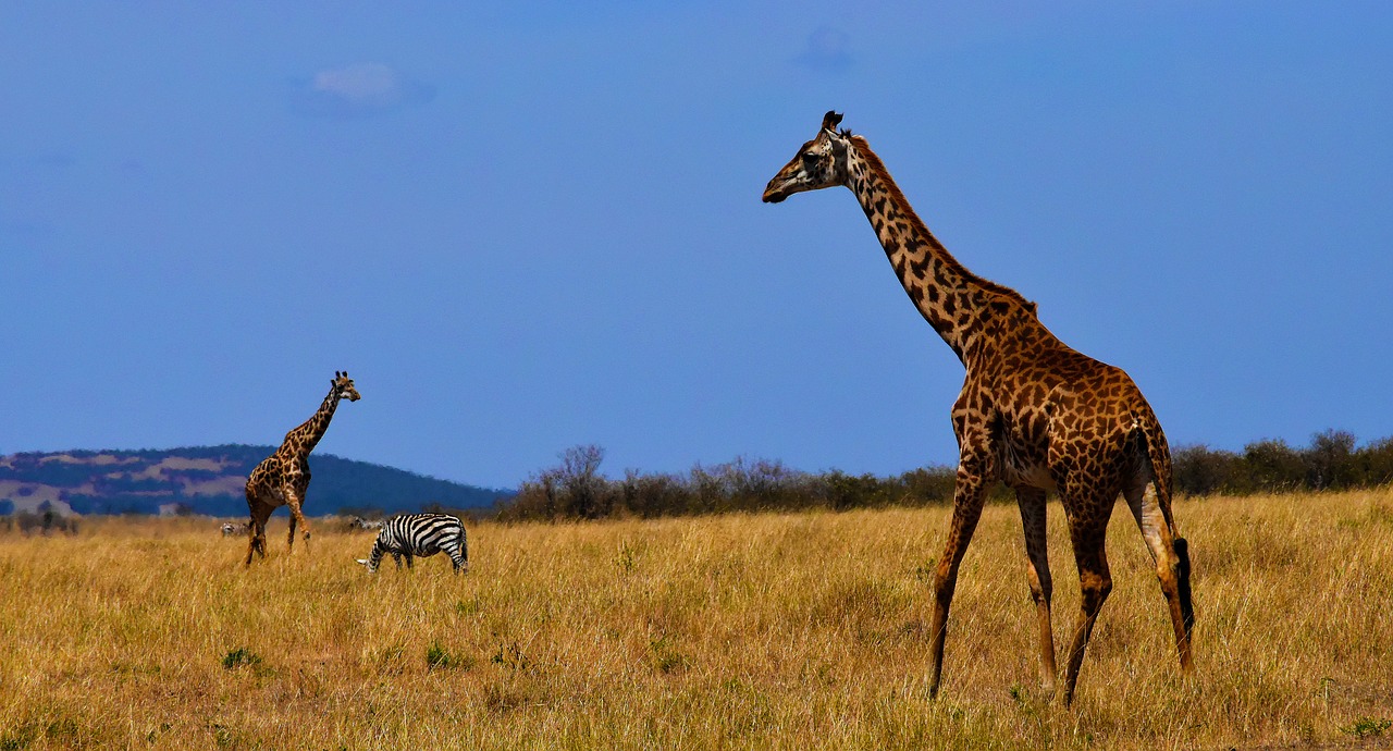 Žirafa, Gamta, Tanzanija, Gyvūnas, Laukinė Gamta, Safari, Išsaugojimas, Ekologija, Vasuki Belavadi, Nemokamos Nuotraukos