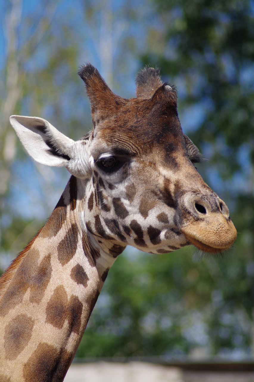 Žirafa, Zoologijos Sodas, Afrikos, Giraffa Camelopardalis, Nemokamos Nuotraukos,  Nemokama Licenzija