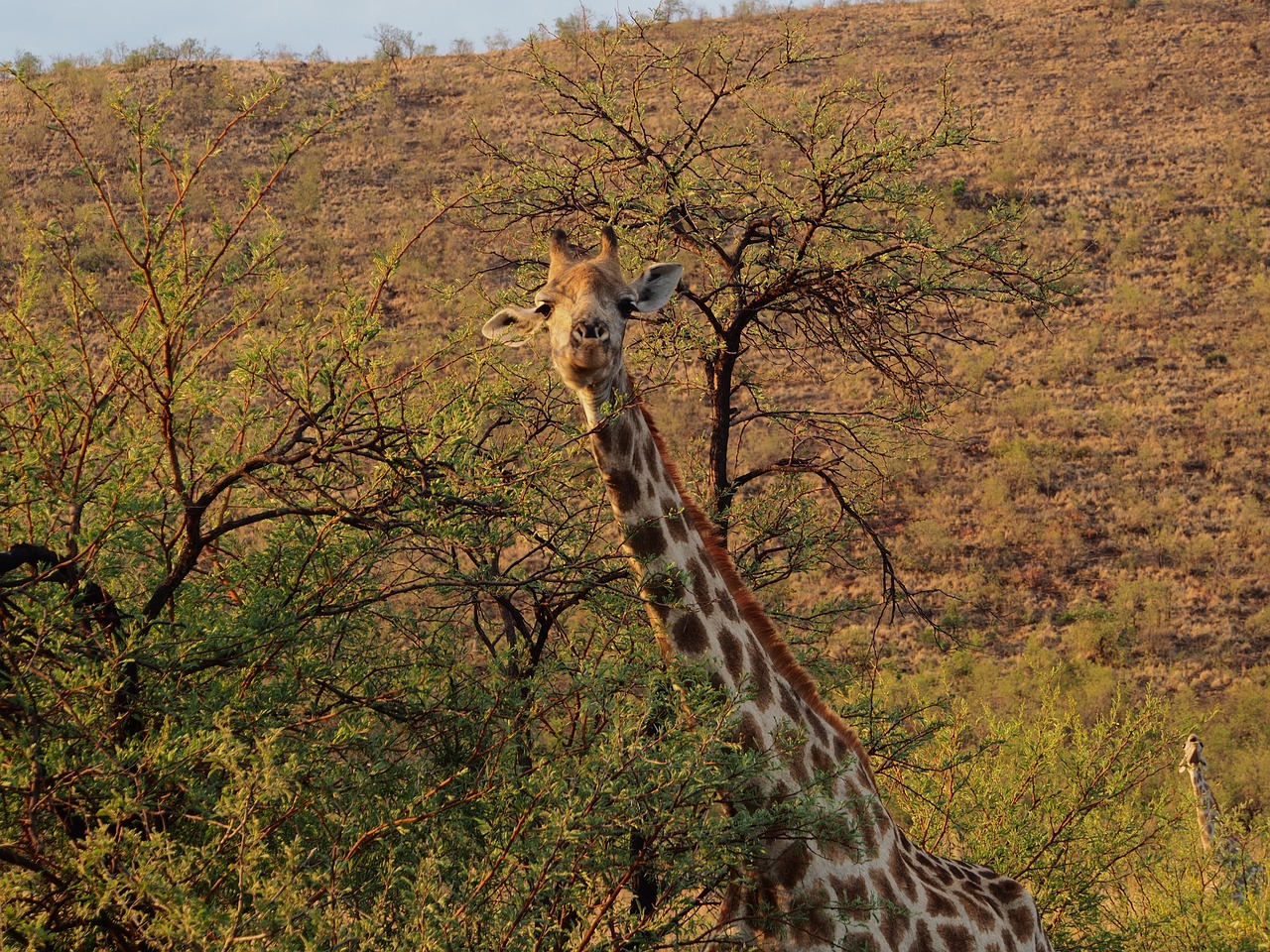 Žirafa, Gauteng, Pietų Afrika, Pilanesbergas, Safari, Laukiniai Gyvūnai, Nemokamos Nuotraukos,  Nemokama Licenzija