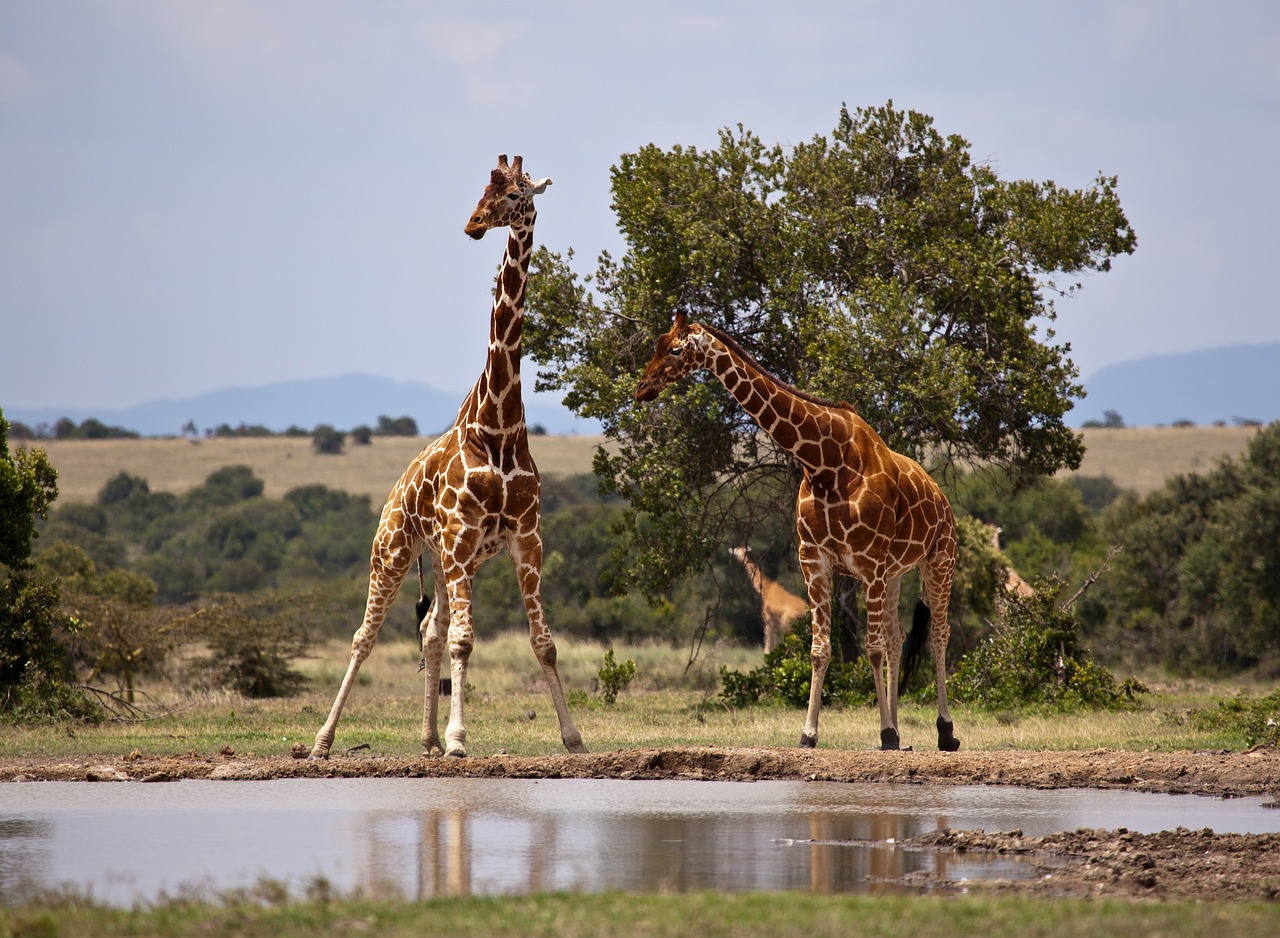 Žirafa, Safari, Kenya, Samburu, Nemokamos Nuotraukos,  Nemokama Licenzija