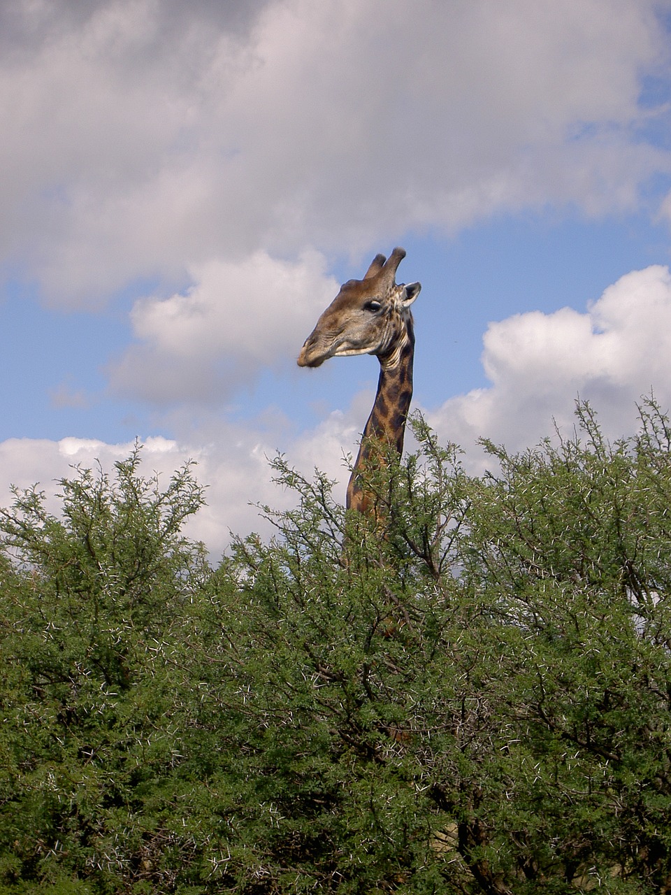 Žirafa, Bushveld, Apklausa, Nemokamos Nuotraukos,  Nemokama Licenzija