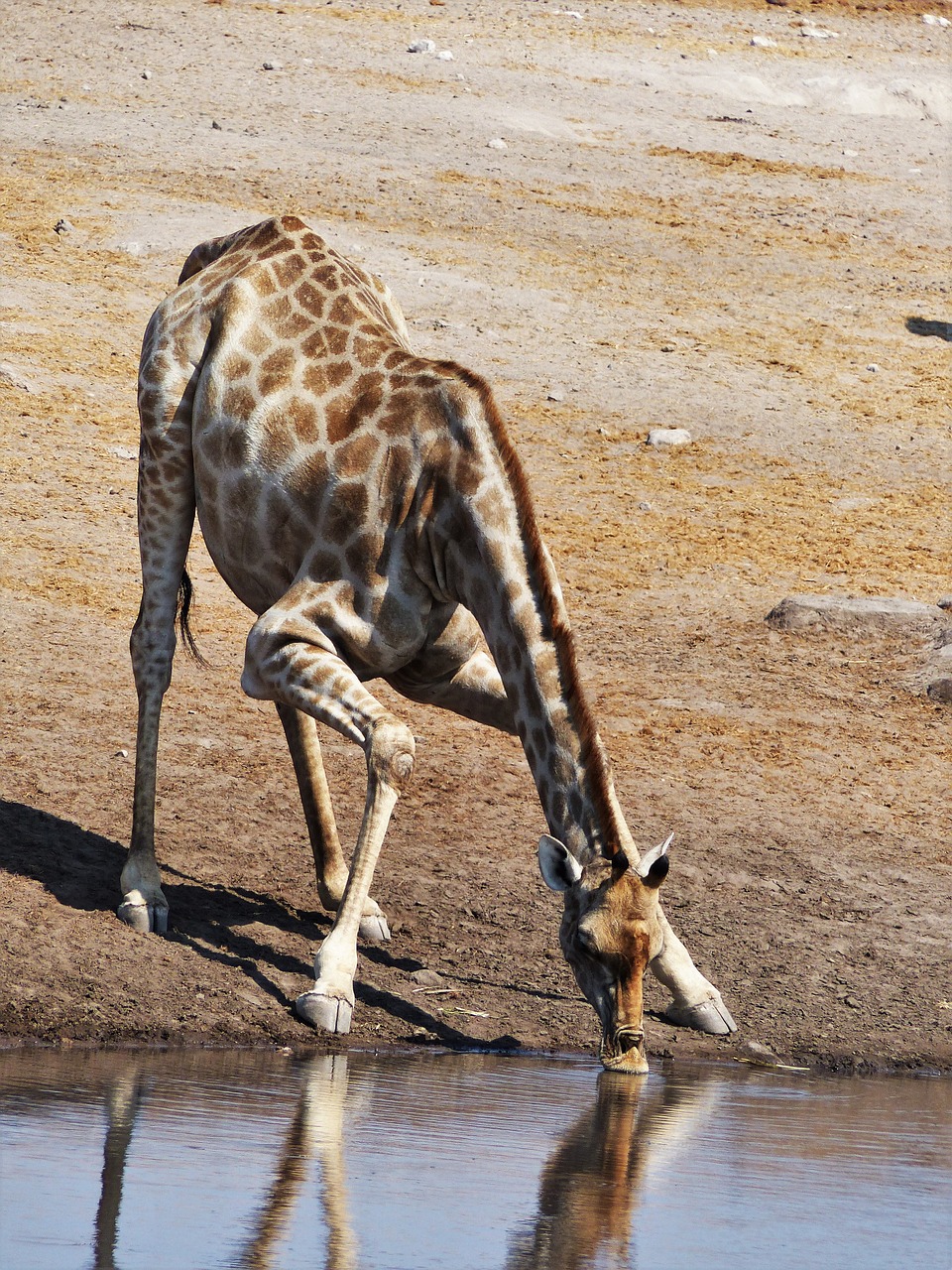 Žirafa, Gerti, Dislokuoti, Joga, Vandens Skylė, Vanduo, Safari, Nacionalinis Parkas, Laistymo Anga, Namibija