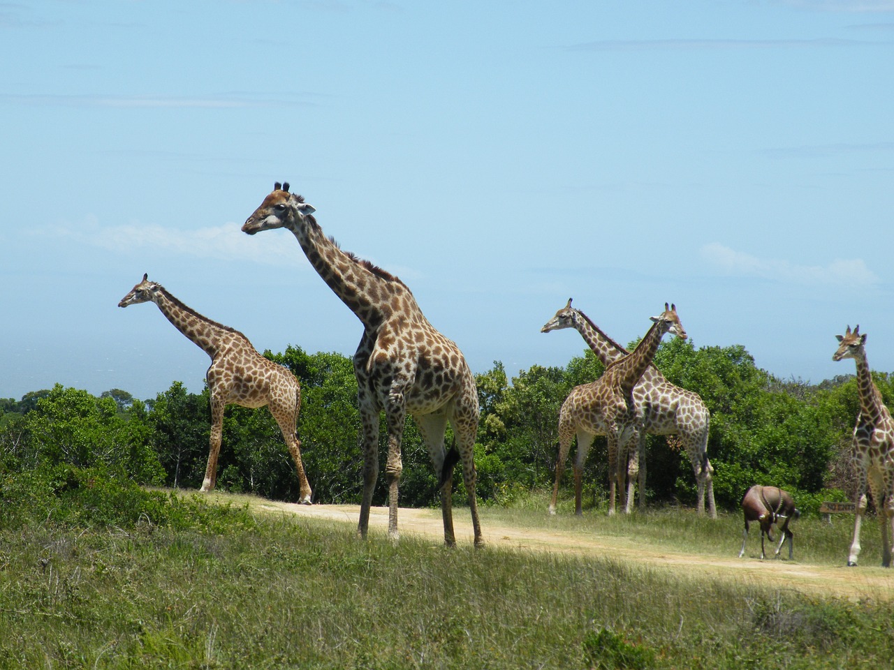 Žirafa, Laukiniai, Gyvūnas, Žinduolis, Gamta, Afrika, Safari, Laukinė Gamta, Nemokamos Nuotraukos,  Nemokama Licenzija