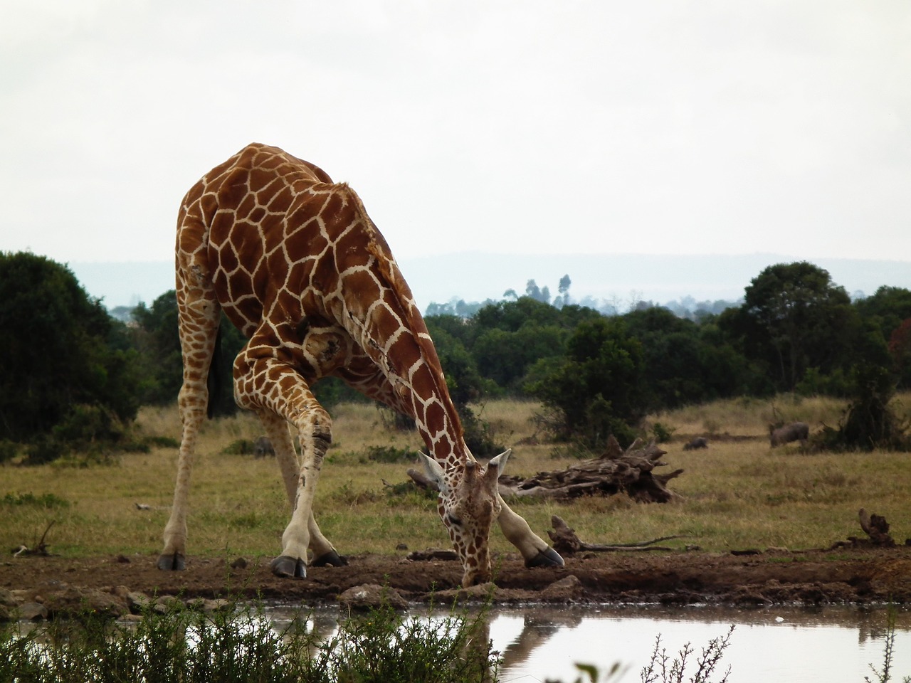 Žirafa, Kenya, Afrika, Laukinė Gamta, Safari, Laukiniai, Vandens Skylė, Gerti, Vanduo, Gamta