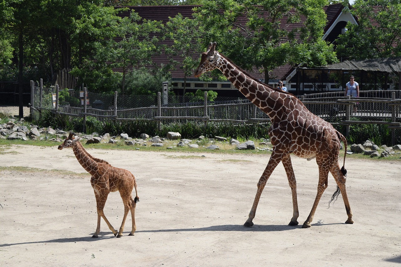 Žirafa, Žirafos Kubas, Zoologijos Sodas, Nemokamos Nuotraukos,  Nemokama Licenzija