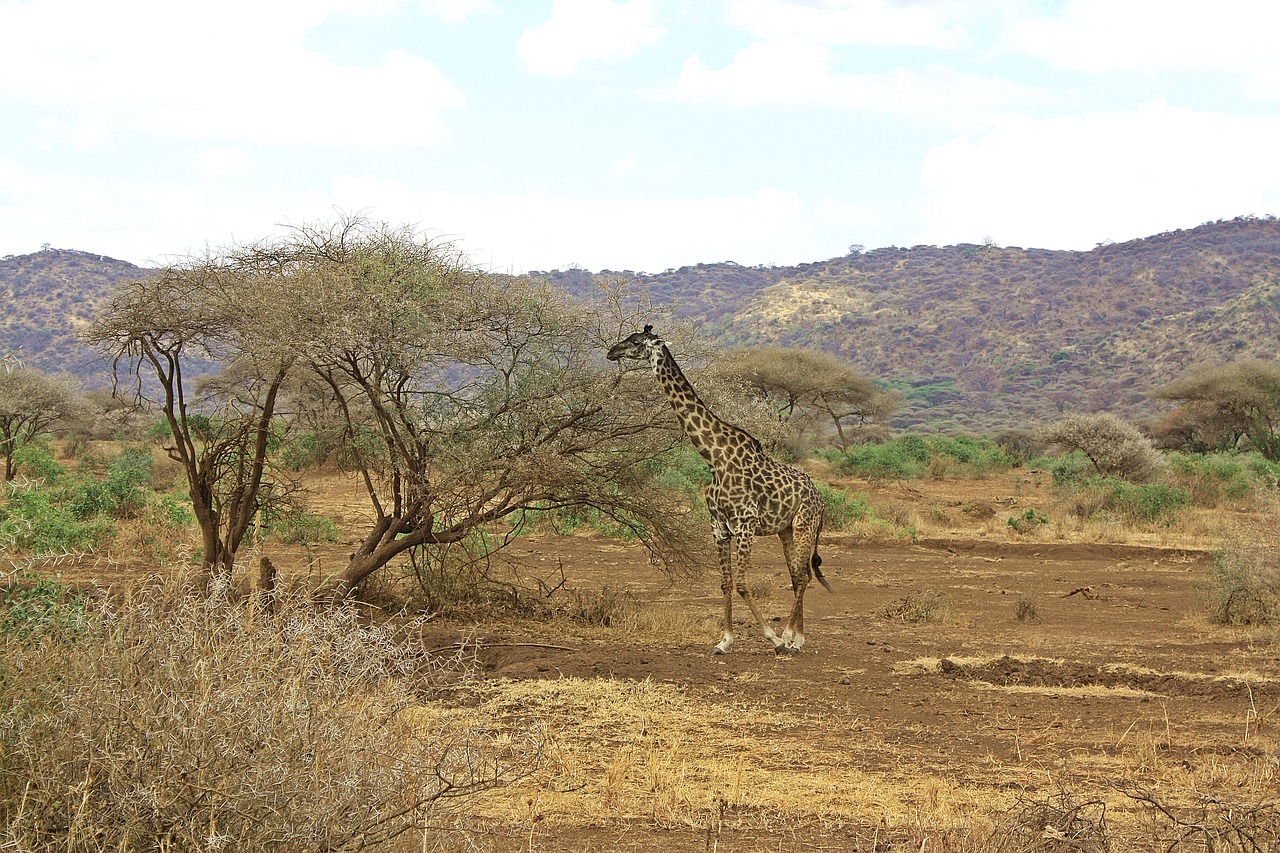 Žirafa, Safari, Tanzanija, Ngorongoro, Krateris, Gamta, Laukiniai, Gyvūnas, Valgymas, Nemokamos Nuotraukos
