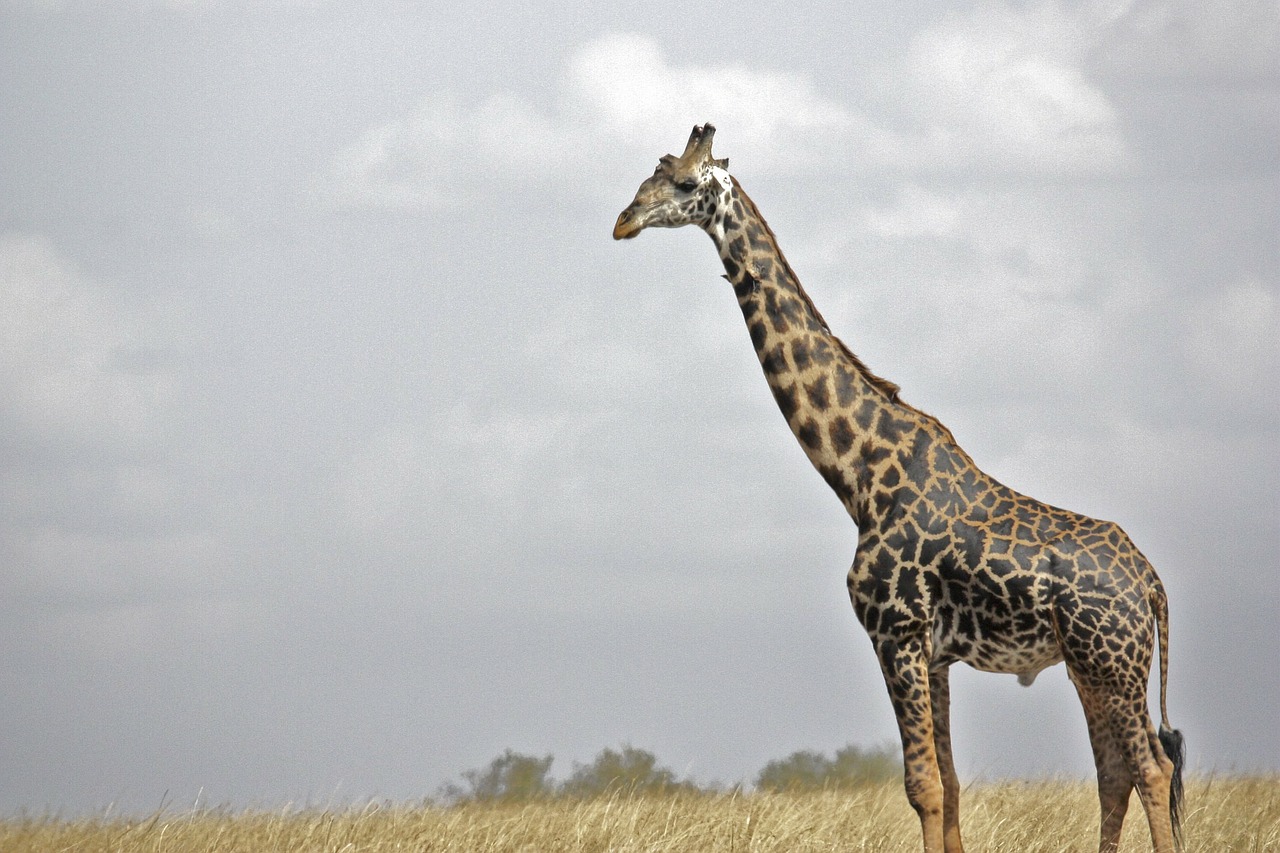 Žirafa, Safari, Laukinė Gamta, Serengeti, Tanzanija, Kūdikio Zebra, Afrika, Gyvūnas, Žinduolis, Nemokamos Nuotraukos
