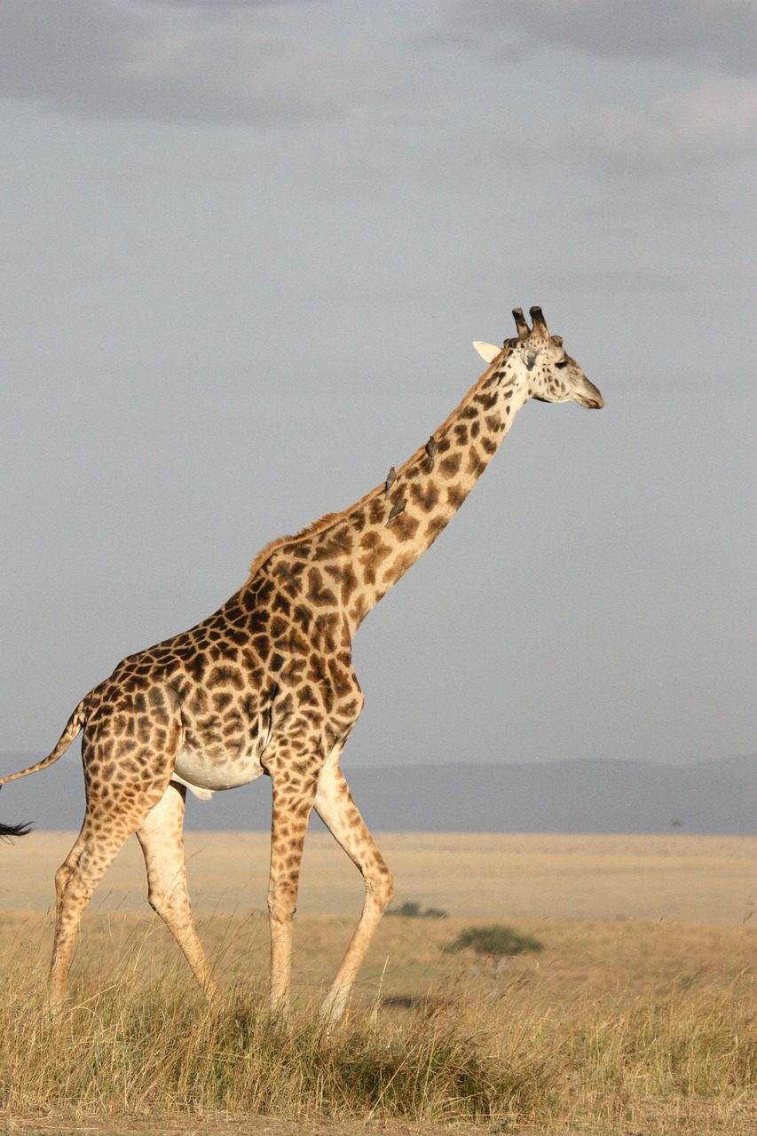 Žirafa, Aukštas, Žinduolis, Afrika, Pietų Afrika, Laukiniai, Gamta, Laukinė Gamta, Gyvūnai, Safari