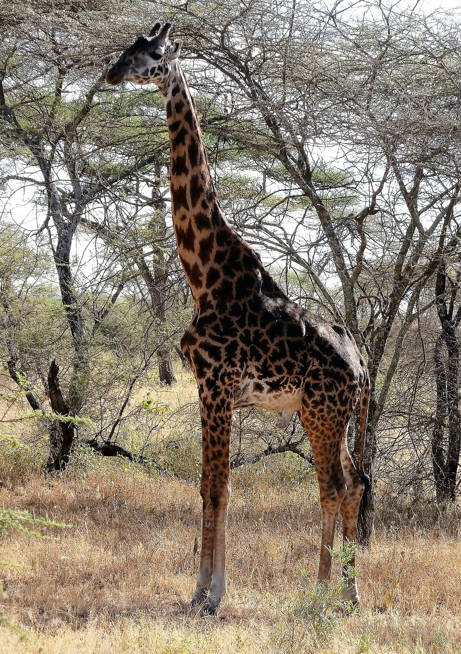 Žirafa, Dykuma, Laukiniai, Safari, Kenya, Tanzanija, Nemokamos Nuotraukos,  Nemokama Licenzija