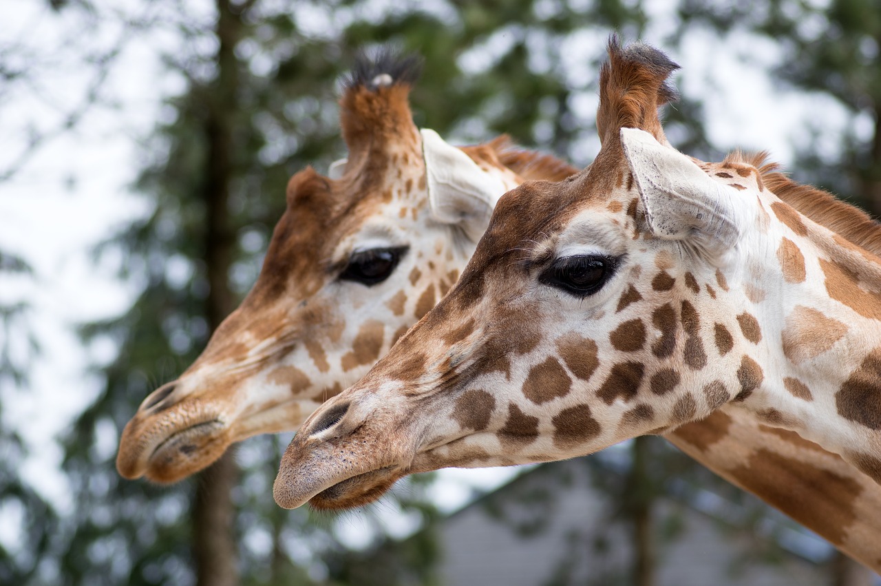 Žirafa, Zoologijos Sodas, Gyvūnas, Nemokamos Nuotraukos,  Nemokama Licenzija