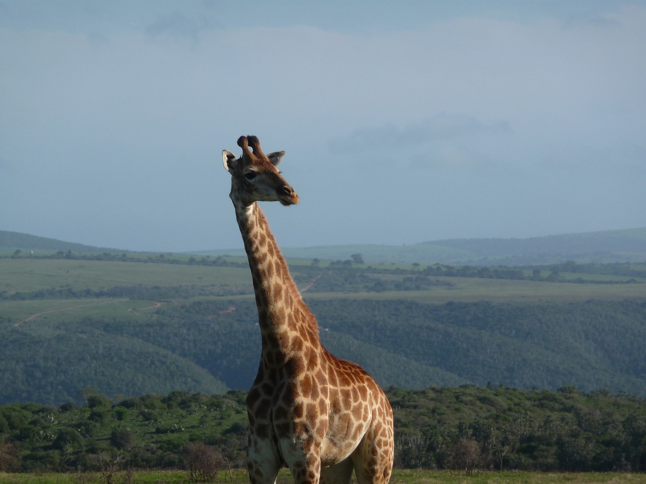 Žirafa, Afrika, Safari, Gyvūnas, Kenya, Dideli Gyvūnai, Gamta, Vaziuojantys Žirafai, Kaklas, Nemokamos Nuotraukos