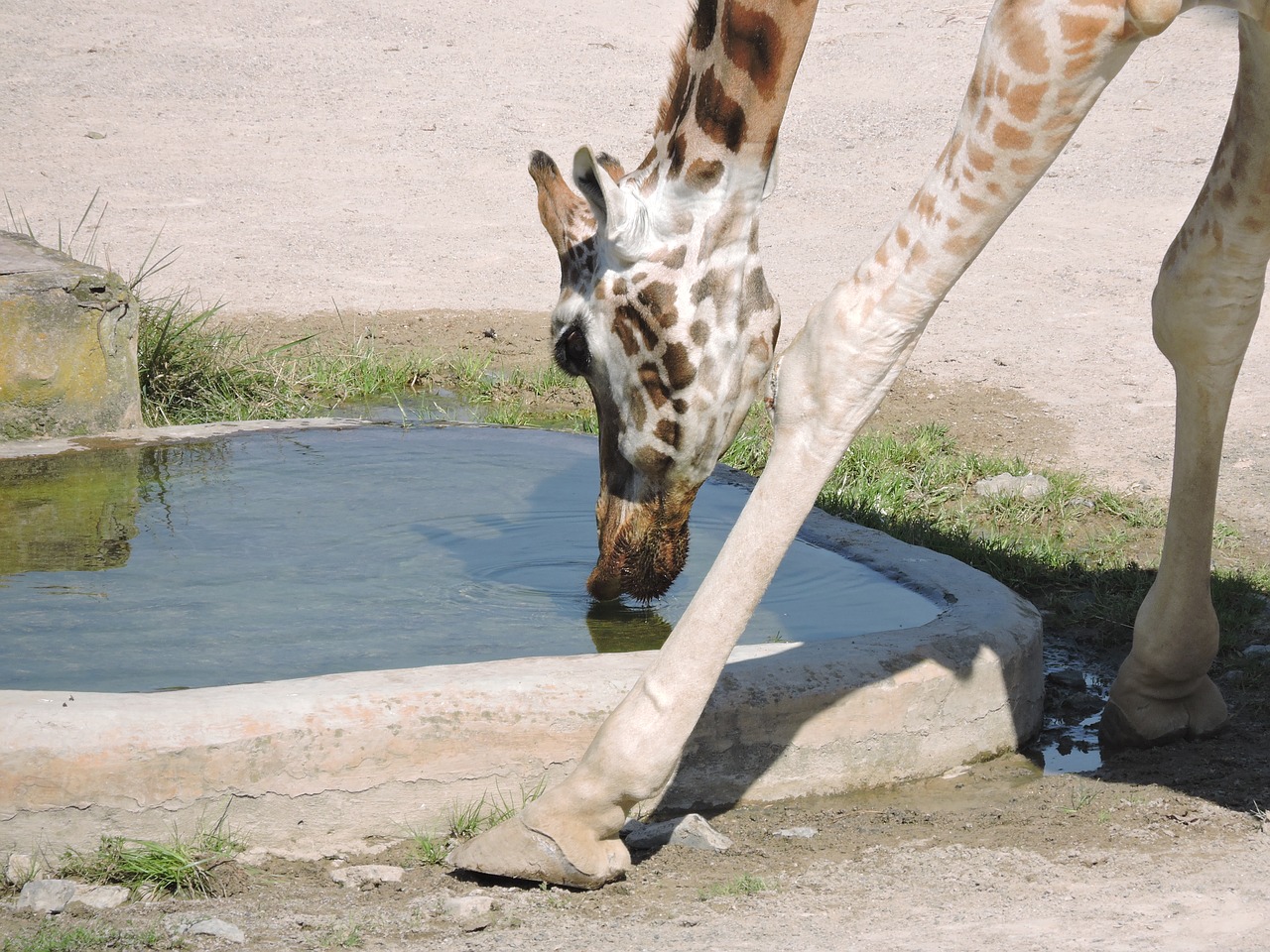 Žirafa, Vanduo, Zoologijos Sodas, Prague Zoo, Nemokamos Nuotraukos,  Nemokama Licenzija