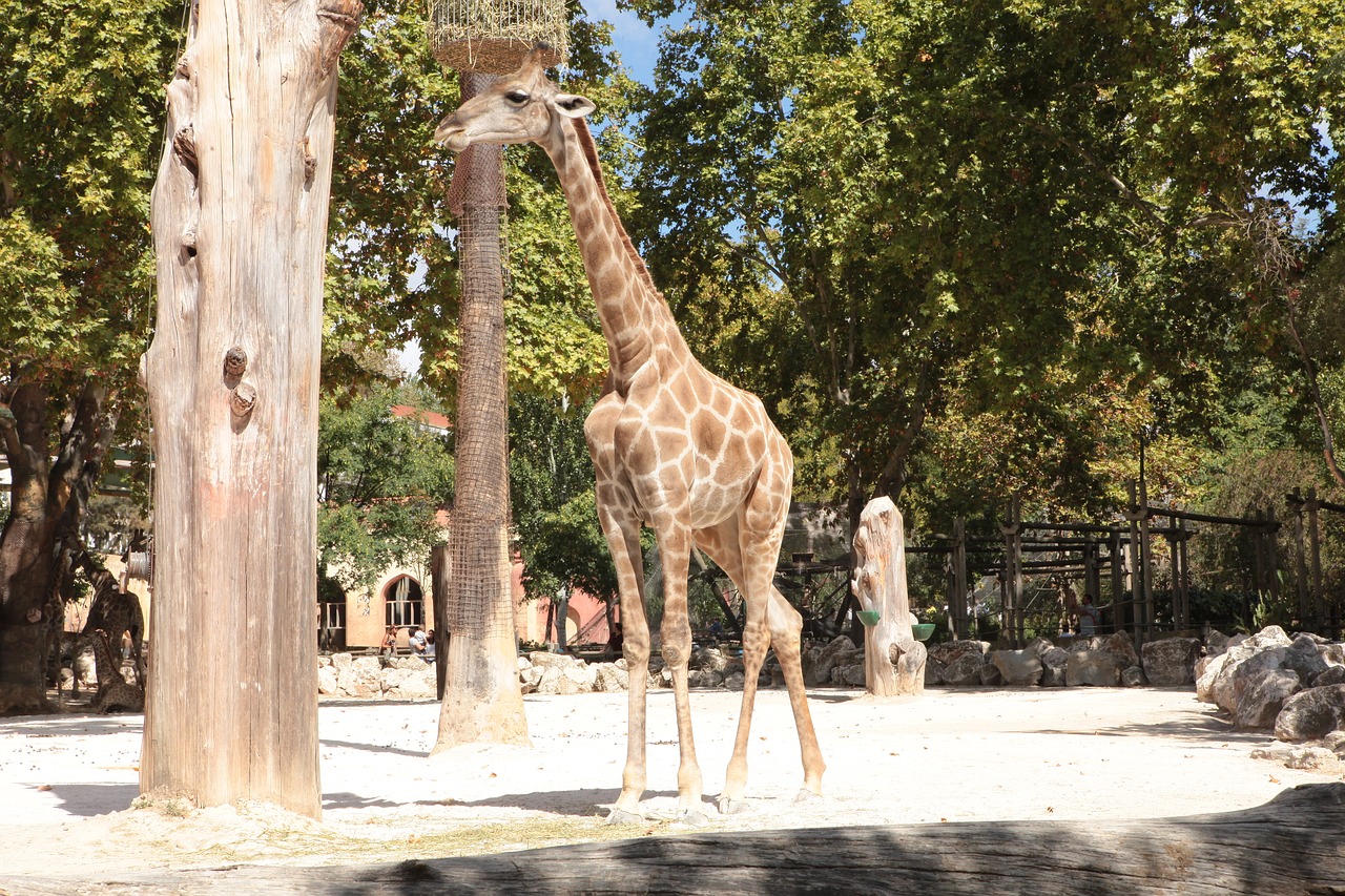 Žirafa, Angola, Zoologijos Sodas, Gyvūnai, Žolėdis, Suaugęs, Nemokamos Nuotraukos,  Nemokama Licenzija