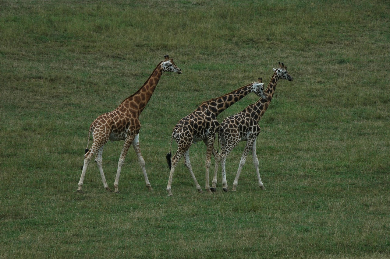 Žirafa, Afrika, Gyvūnai, Žirafos, Fauna, Nemokamos Nuotraukos,  Nemokama Licenzija