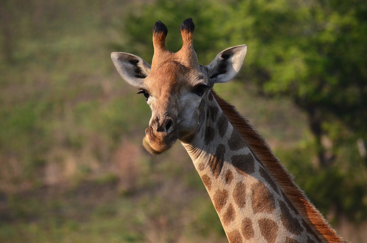 Žirafa, Afrikos, Savanna, Pietų Afrika, Nemokamos Nuotraukos,  Nemokama Licenzija