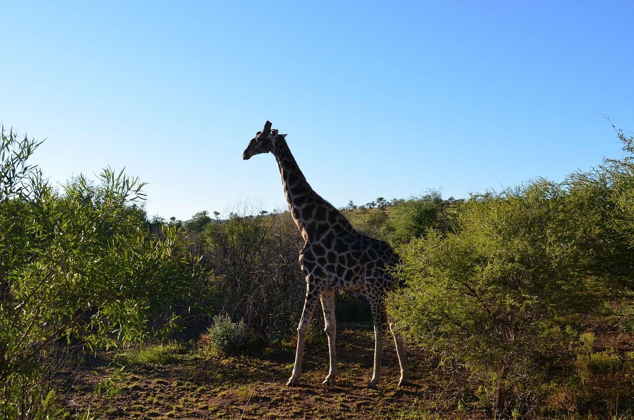 Žirafa, Laukinė Gamta, Pietų Afrika, Afrikos, Gyvūnai, Safari, Nemokamos Nuotraukos,  Nemokama Licenzija