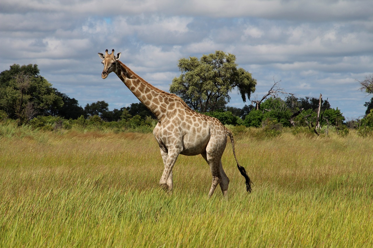 Žirafa, Afrika, Savana, Safari, Nemokamos Nuotraukos,  Nemokama Licenzija