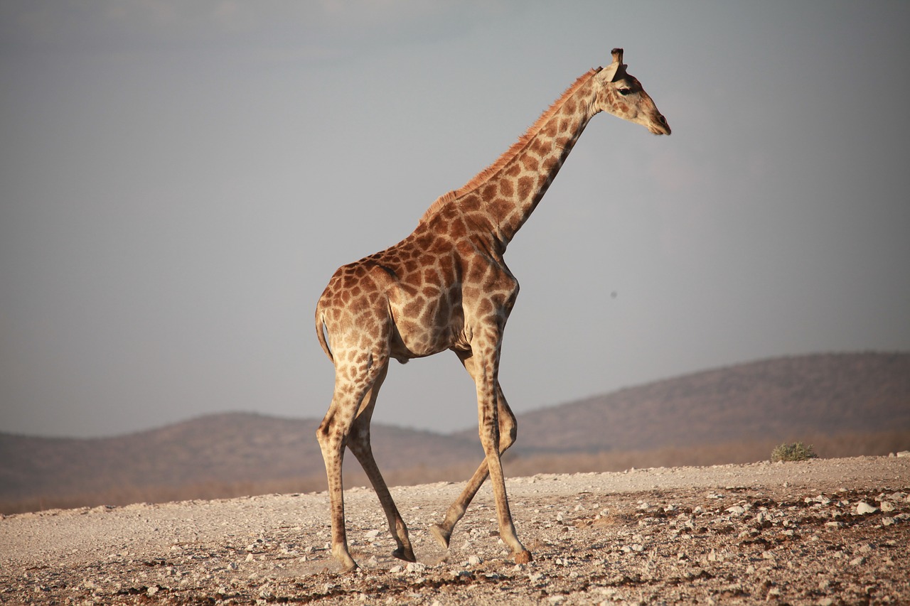 Žirafa, Afrika, Safari, Parkas, Nemokamos Nuotraukos,  Nemokama Licenzija
