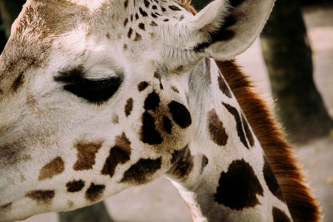 Žirafa, Akis, Gyvūnas, Safari, Dėmės, Nemokamos Nuotraukos,  Nemokama Licenzija