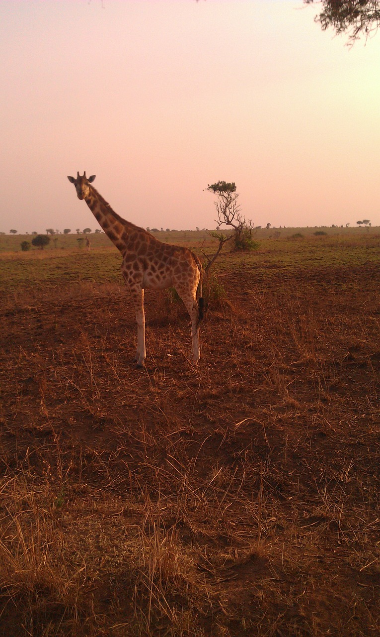 Žirafa, Safari, Uganda, Savanna, Laukiniai, Gamta, Gyvūnai, Gyvūnas, Žinduolis, Vakaras