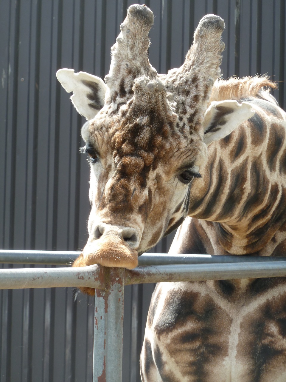 Žirafa, Zoologijos Sodas, Zoologijos Sodas, Gyvūnas, Galva, Gyvūnų Galvą, Nemokamos Nuotraukos,  Nemokama Licenzija