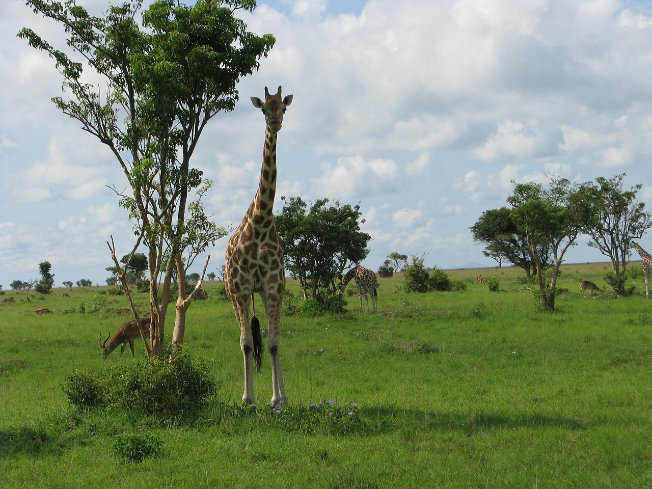 Žirafa, Gyvūnas, Safari, Zoologijos Sodas, Laukinė Gamta, Afrika, Žinduolis, Ilgai, Kaklas, Pastebėtas
