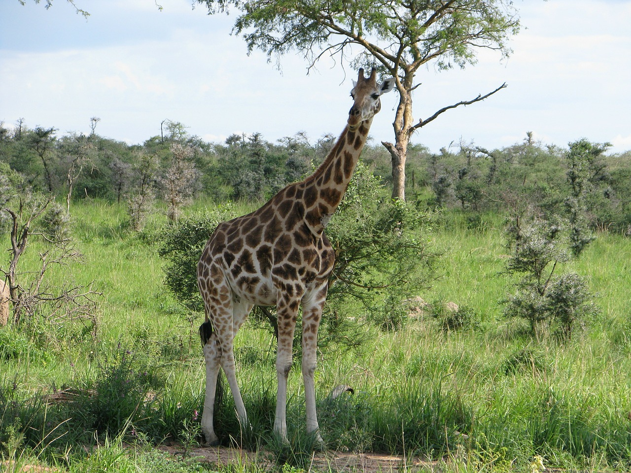 Žirafa, Safari, Afrika, Laukinė Gamta, Žinduolis, Laukiniai, Afrikos, Zoologijos Sodas, Dykuma, Gamta