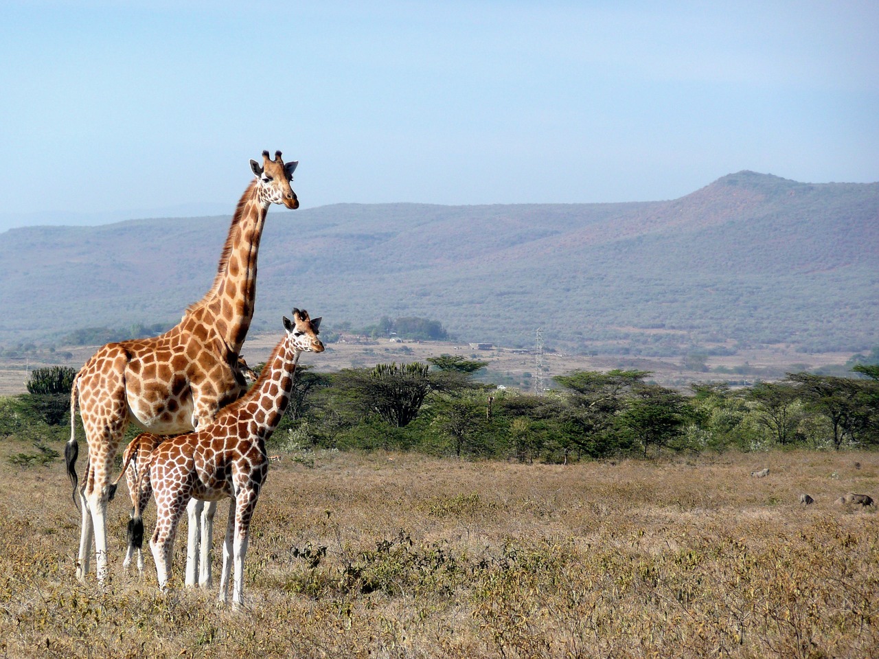 Žirafa, Kenya, Kigio, Afrika, Gyvūnas, Laukinė Gamta, Žinduolis, Safari, Gamta, Parkas