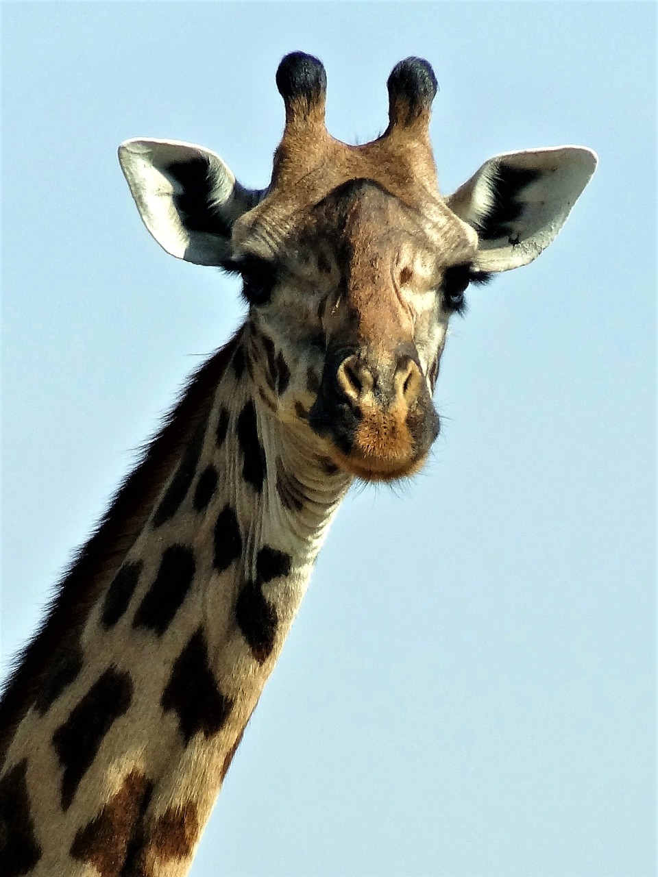 Žirafa, Zoologijos Sodas, Gyvūnas, Afrika, Nemokamos Nuotraukos,  Nemokama Licenzija