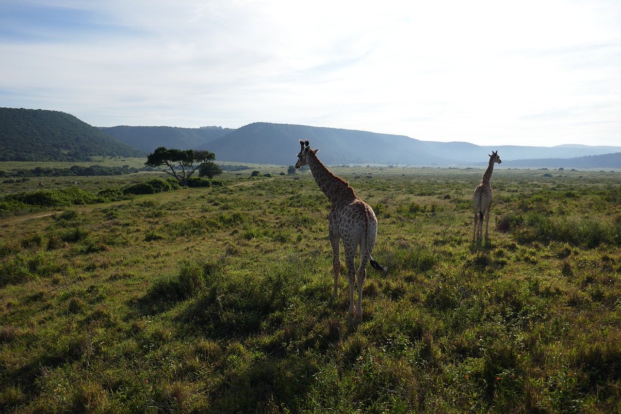 Žirafa, Kariega, Safari, Pietų Afrika, Gyvūnai, Žolės Plotas, Nemokamos Nuotraukos,  Nemokama Licenzija
