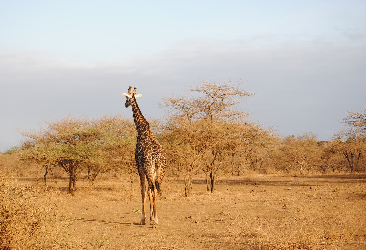 Žirafa, Kenya, Tsavo, Safari, Nacionalinis Parkas, Afrika, Laukinis Gyvūnas, Ilgai Jibe, Laukinė Gamta, Savana