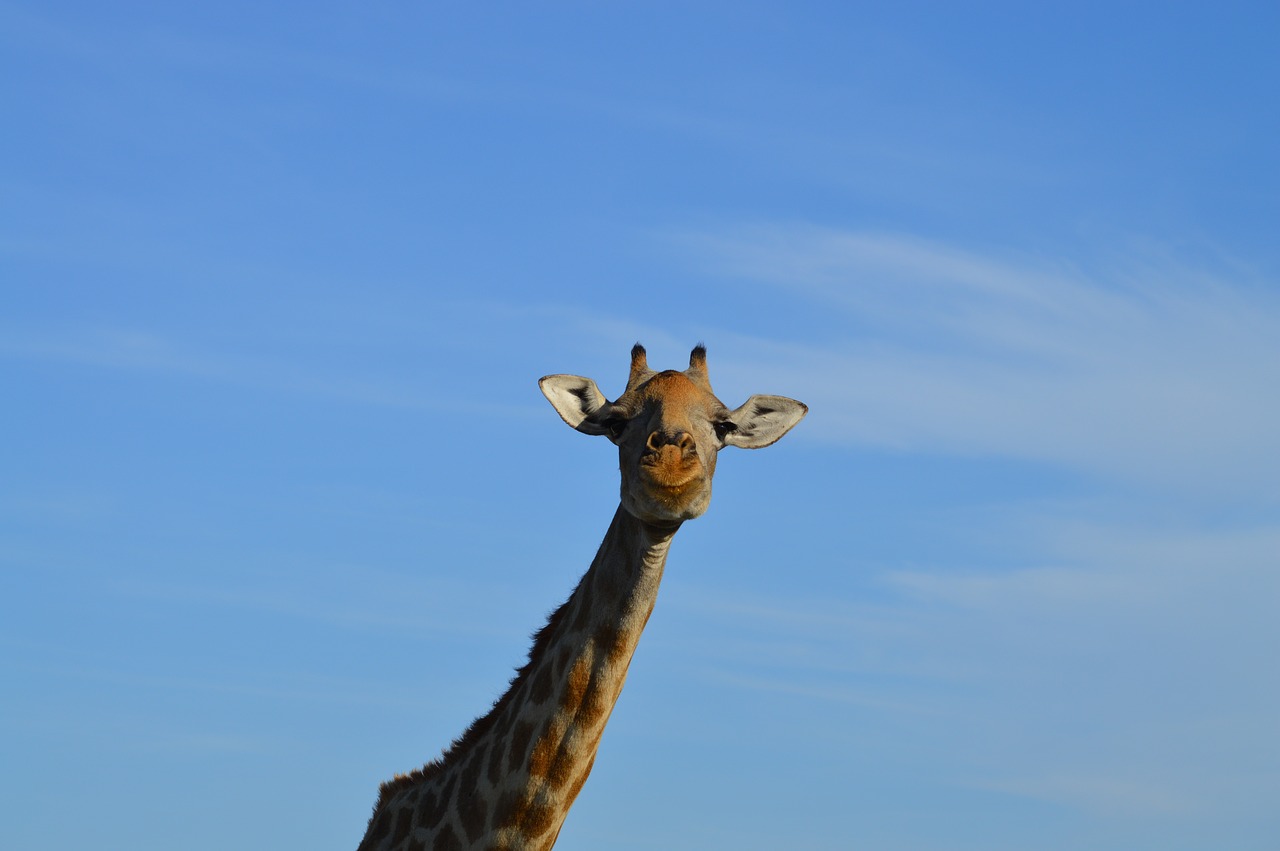 Žirafa, Galva, Afrika, Gyvūnas, Mėlynas, Nemokamos Nuotraukos,  Nemokama Licenzija