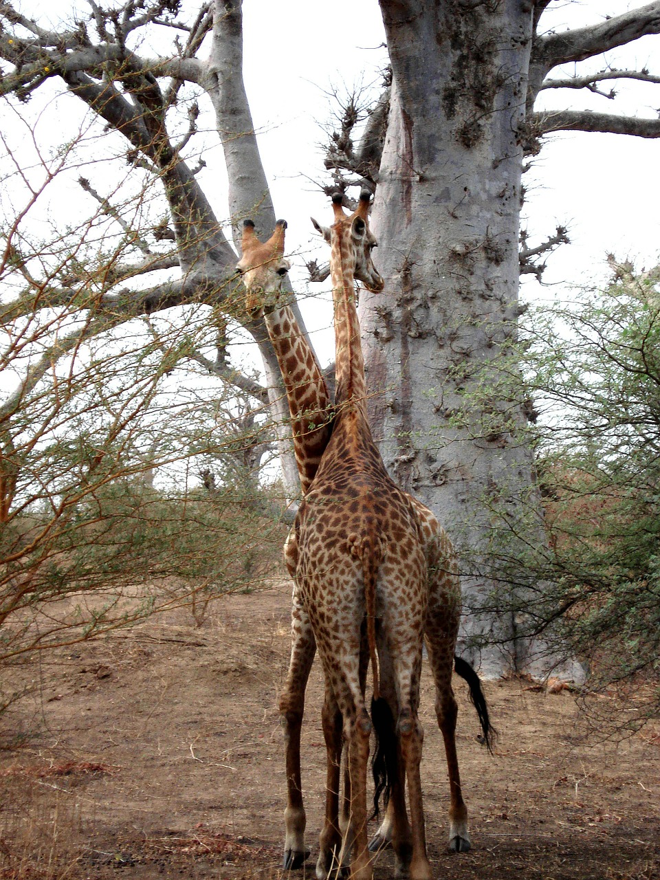 Žirafa, Afrika, Senegalas, Nemokamos Nuotraukos,  Nemokama Licenzija