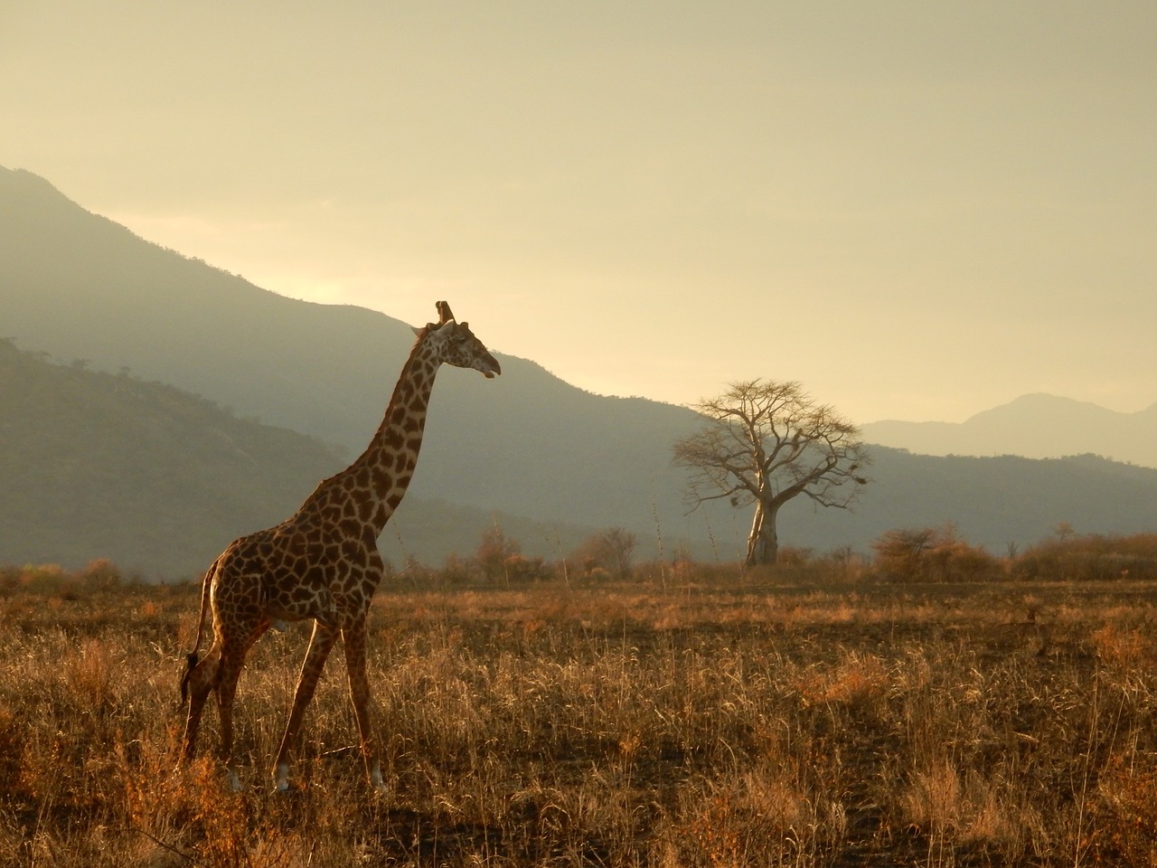 Žirafa, Tanzanija, Safari, Gyvūnai, Savana, Nemokamos Nuotraukos,  Nemokama Licenzija