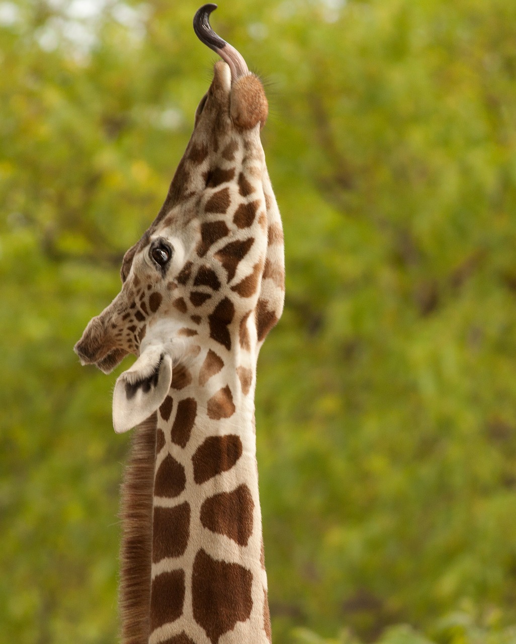 Žirafa, Žinduolis, Gamta, Gyvūnas, Laukinė Gamta, Afrika, Zoologijos Sodas, Mielas, Kaklas, Liežuvis